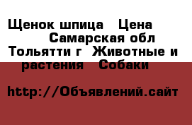 Щенок шпица › Цена ­ 25 000 - Самарская обл., Тольятти г. Животные и растения » Собаки   